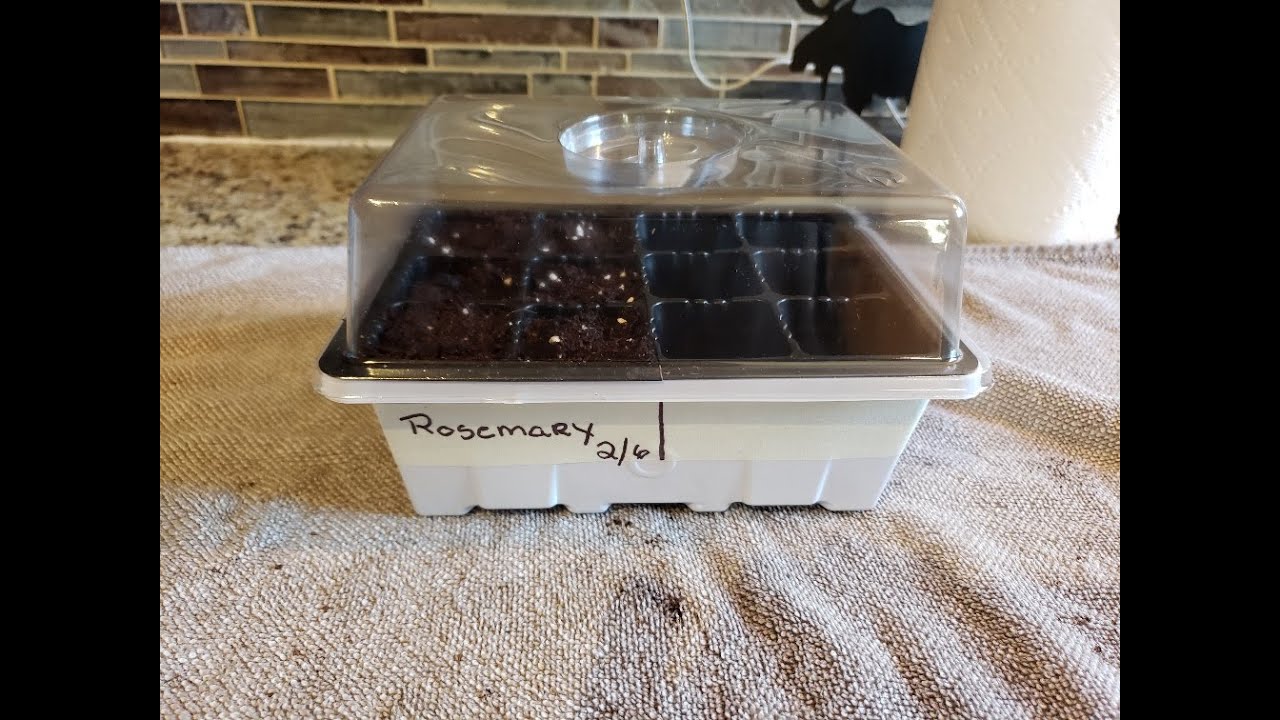 Starting Rosemary Seeds