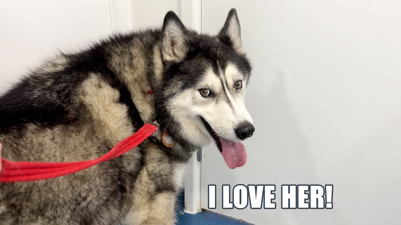 Husky Talks To Stem Cell Vet! He Loves Her!