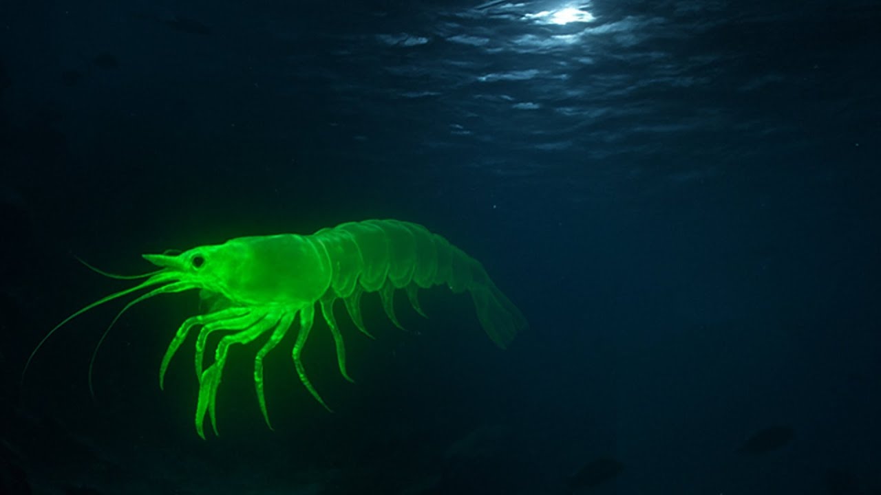 radioactive shrimp meme but with a beat
