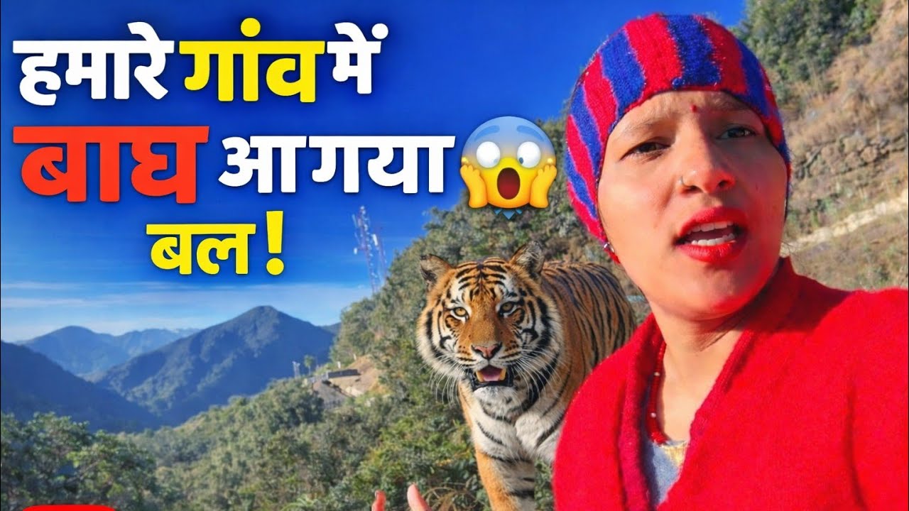 || गाँव में आ गया बाघ! पहाड़ो में बाघ का आतंक ||😱😳 @shivaninegi626 