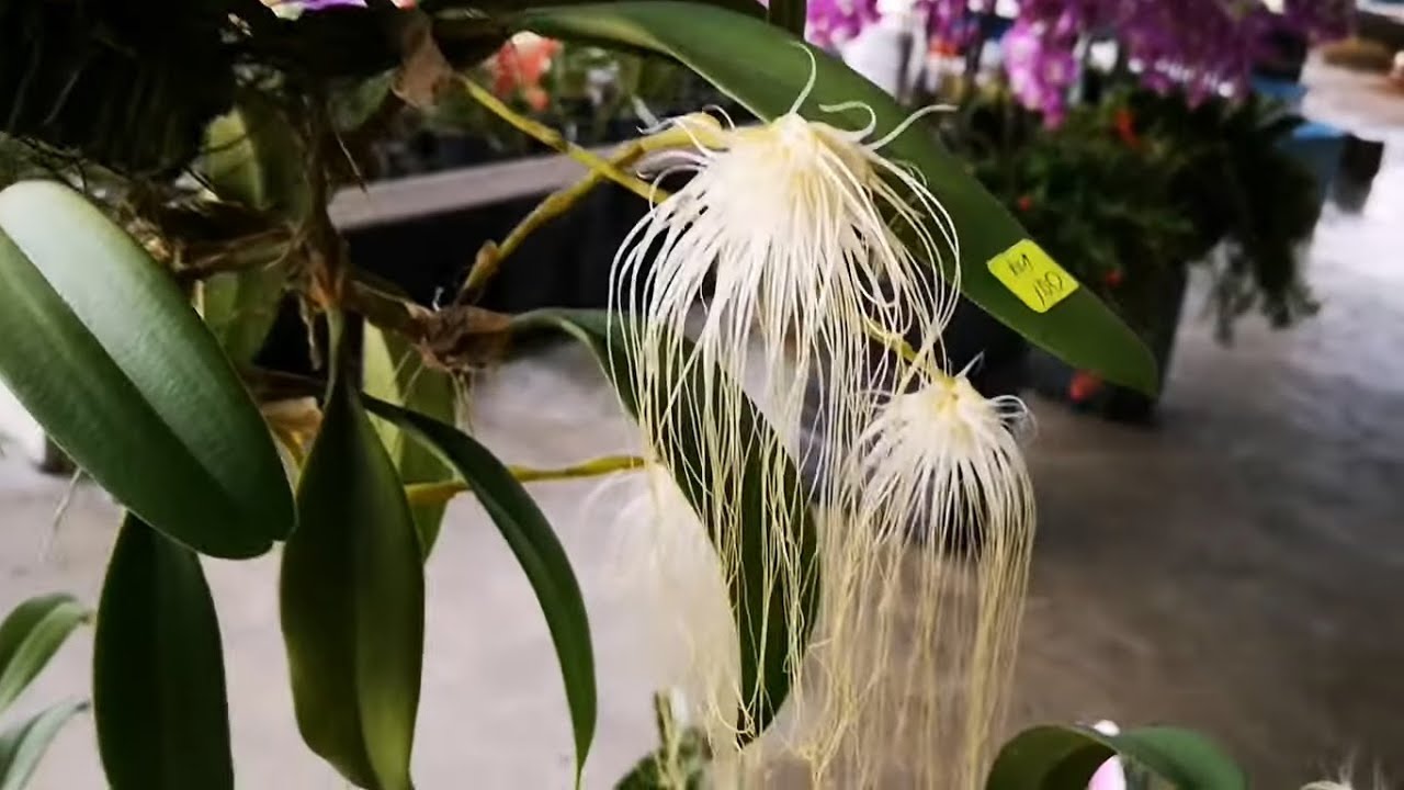 More Exotic Wild Orchids @ United Malaysian Orchids, Rawang, Selangor