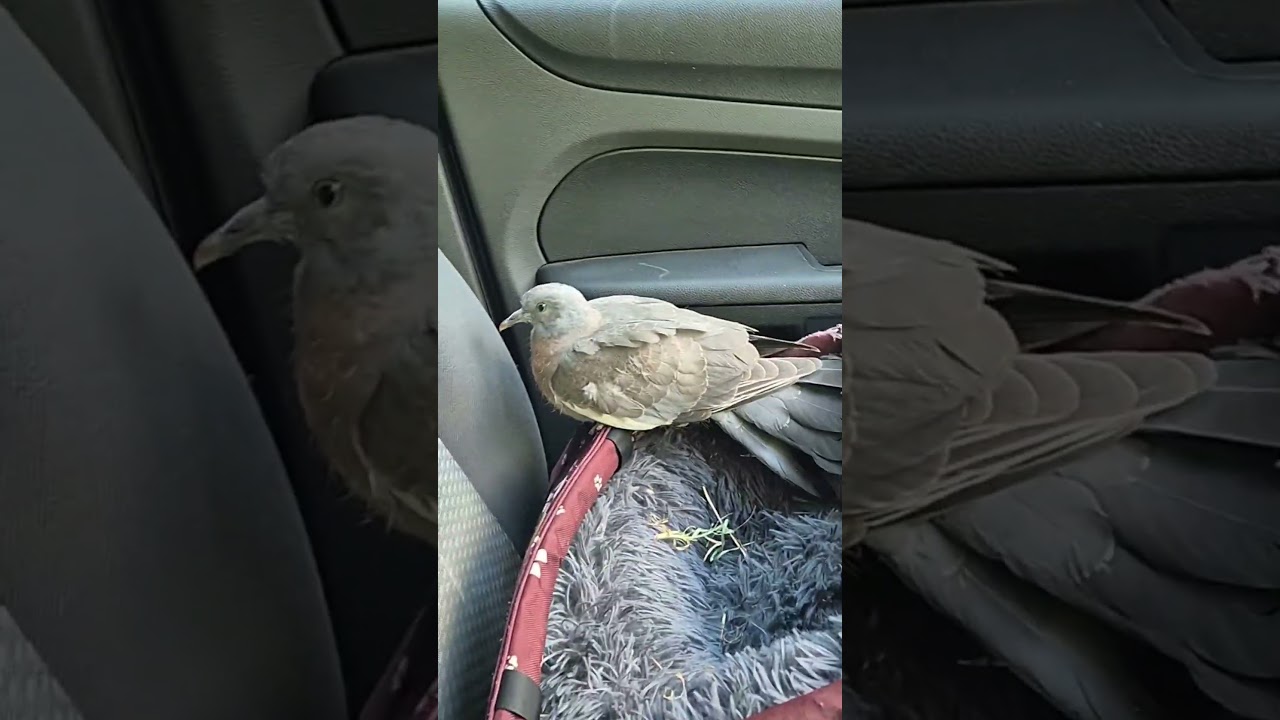 Patric&eacute; the Pigeon #wildlife #birds #nature #adventure #save #pigeons #pigeon #tree