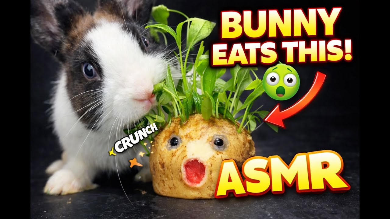 New hairstyle? No, just a snack! 🥗 | ASMR Bunny Eating