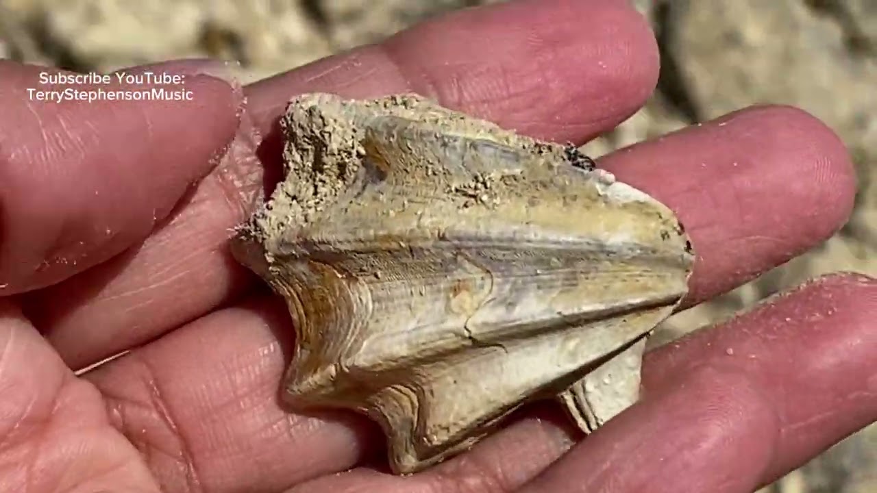 Rare find - Fossil hunting near the “Dinosaur Capital of Texas”