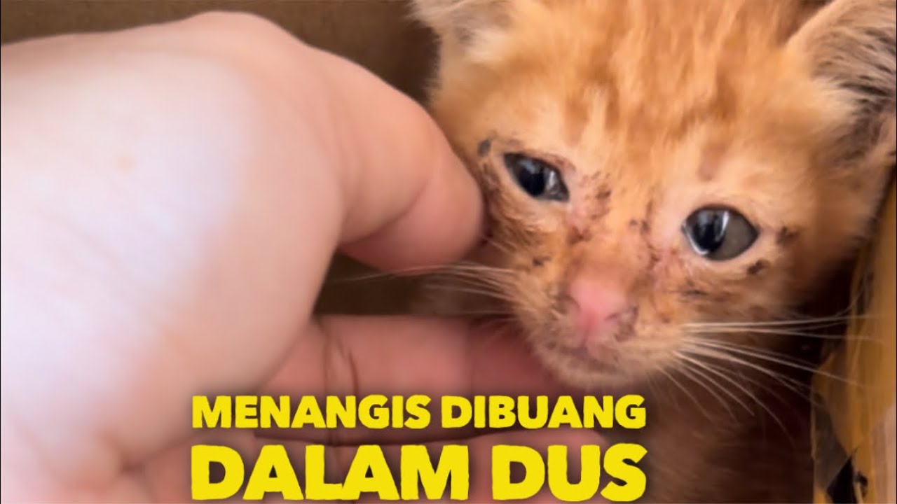 MENANGIS DI BUANG DALAM DUS BERSAMA SAUDARA NYA