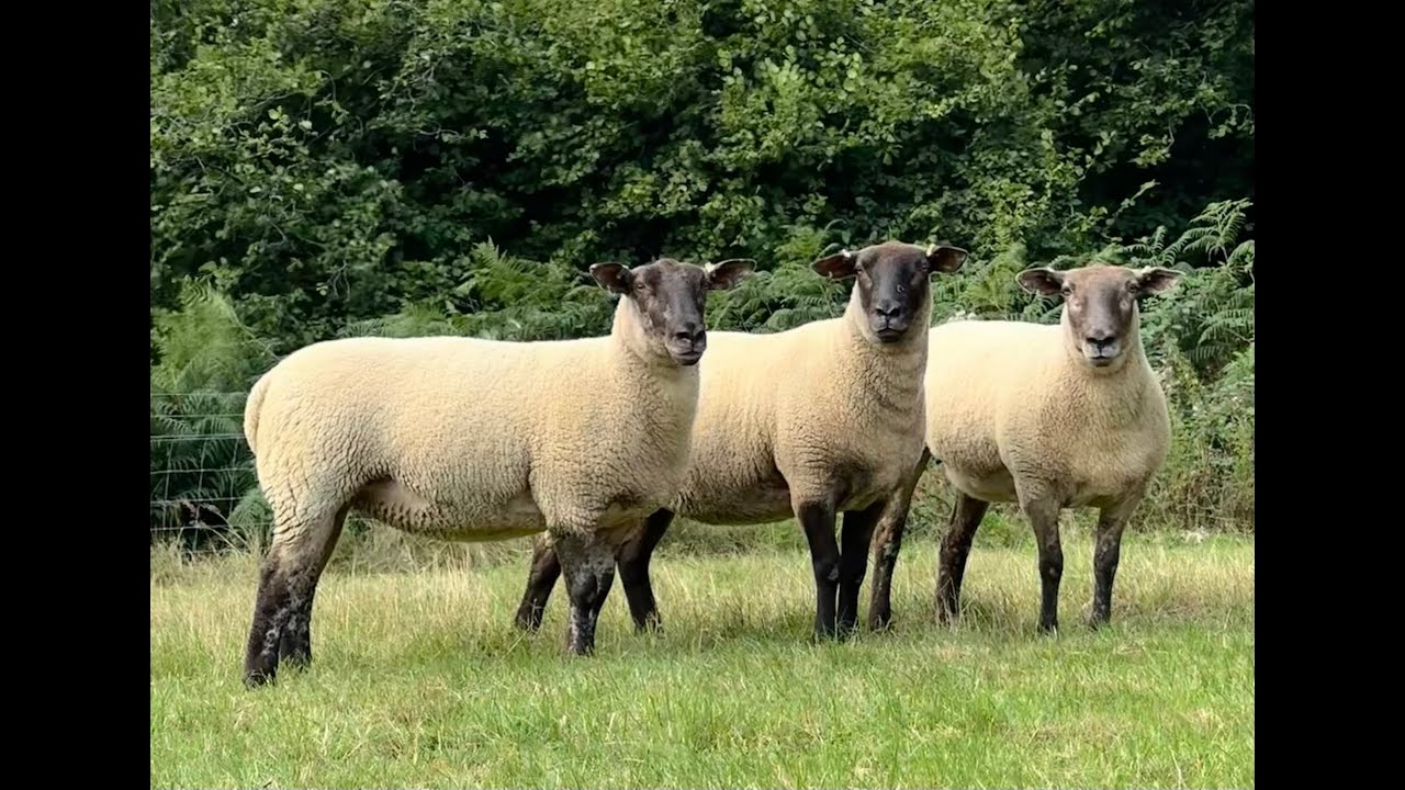 Suffolk x Logie Shearling Ewes 2025
