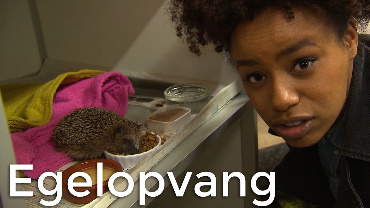 Eva gaat op bezoek bij de egelopvang! | Vragen van Kinderen