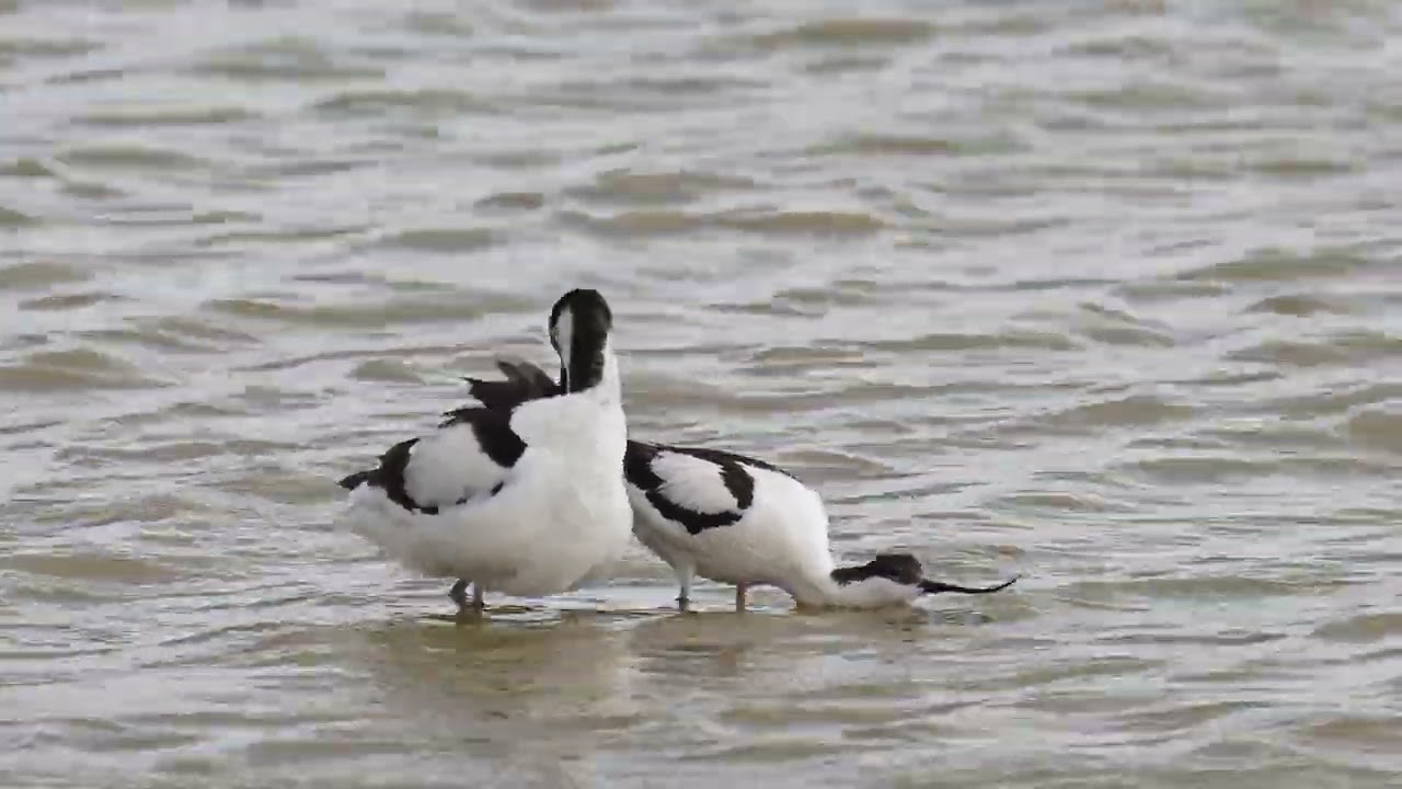 Mating Avocets