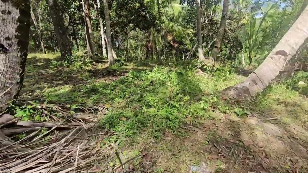 8700 кв.м., налоговая декларация, продается в Губе, Себу-Сити, Себу, Филиппины, 5 млн. нетто.