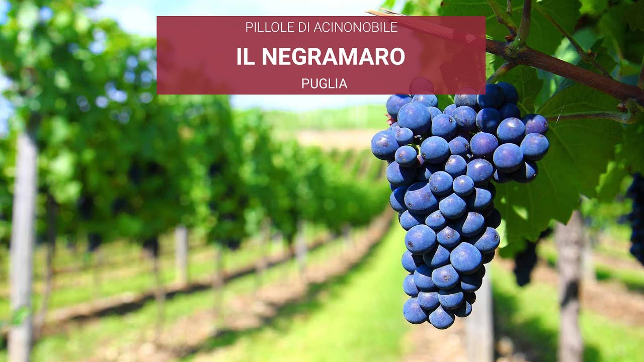Negramaro | Il vitigno e il vino
