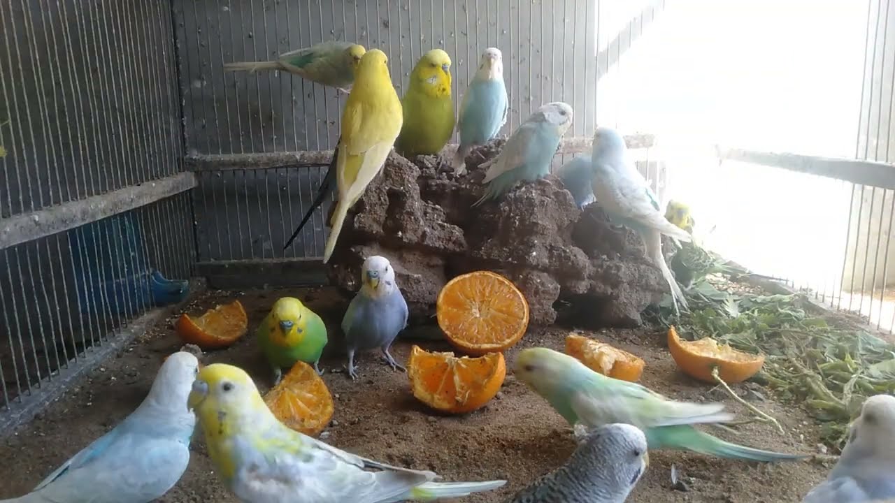 😳0円DIYで村を作ったら…セキセイインコの反応が衝撃だった