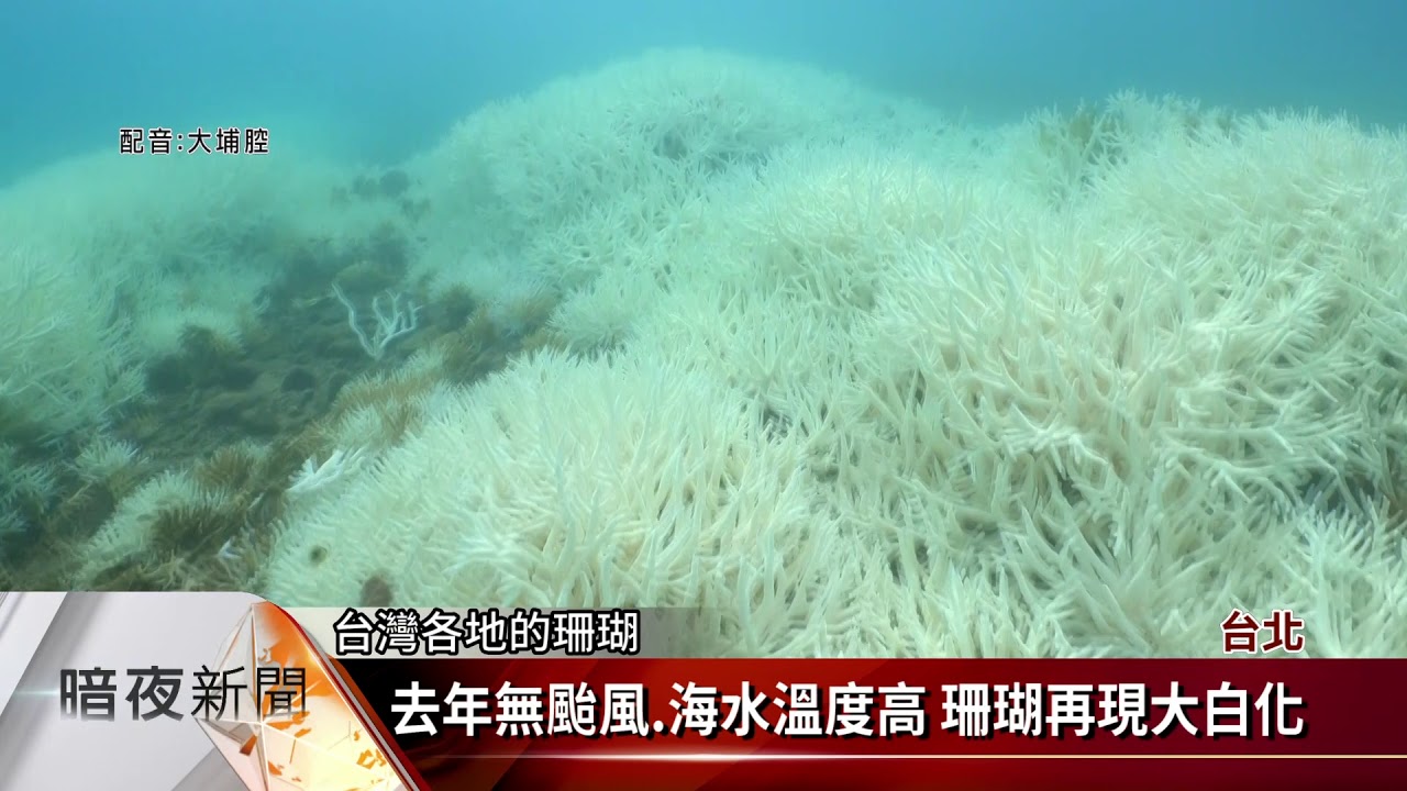 全球暖化嚴重 學者憂再現珊瑚大白化危機【客家新聞20210112】