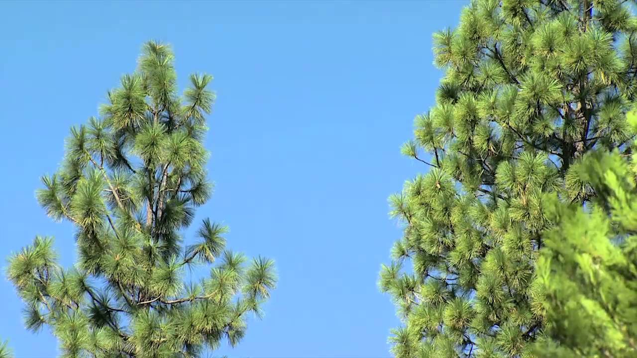 Forest Fire Control and CO2 Management