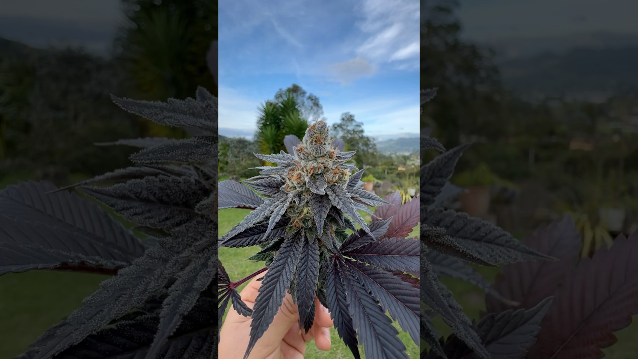 Guelah Papaya by SHWALE grown indoors in the @acinfinity 4x8