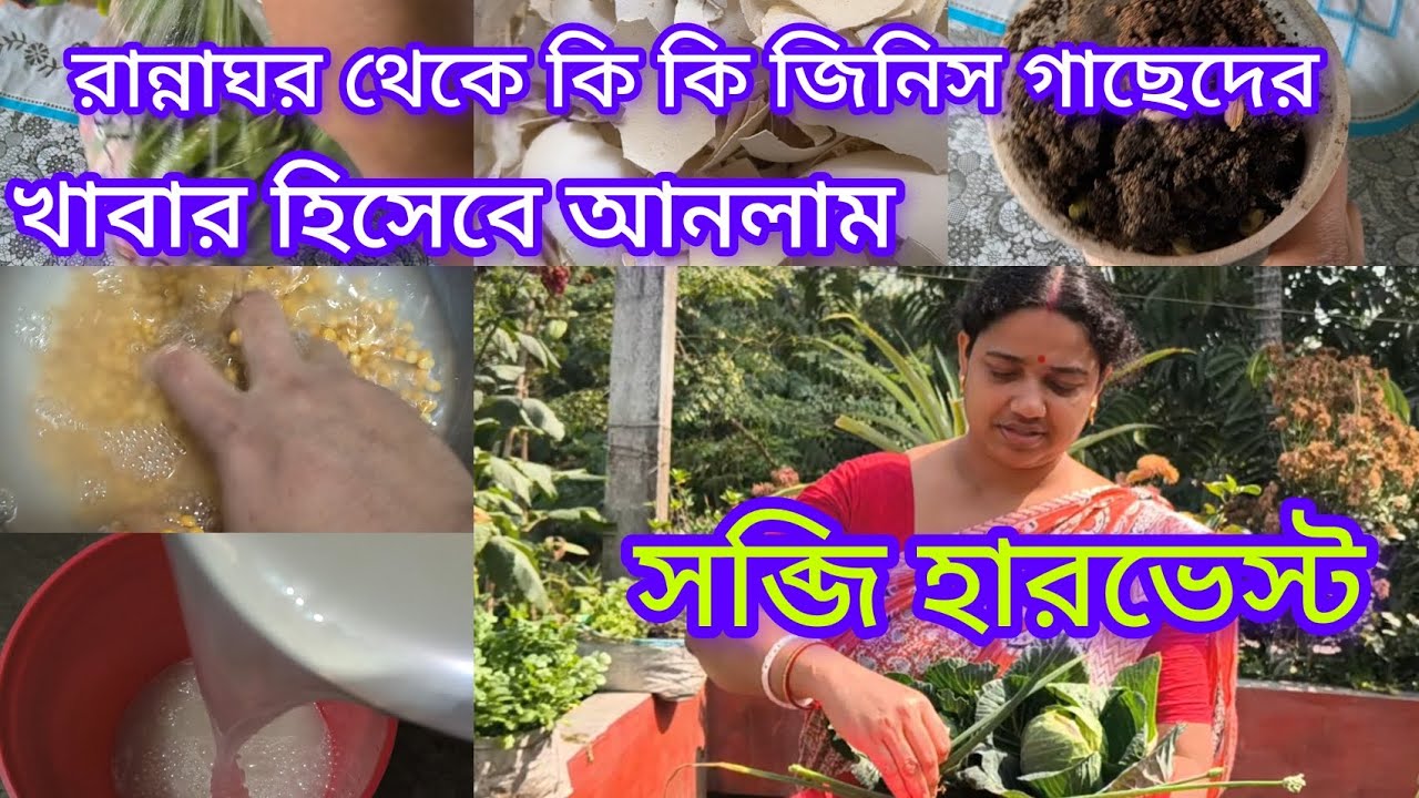 রান্নাঘর থেকে কি কি জিনিস গাছেদের খাবার হিসেবে আনলাম / সবজি হারভেস্ট #gardening #gardendelight 