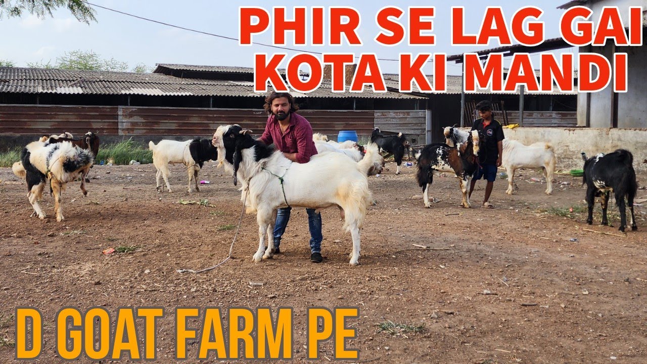 Ek Or Kota Mandi Laga diye Danish Bhai Ne Top Quality Kota D Goat Farm Bhiwandi Mahapoli