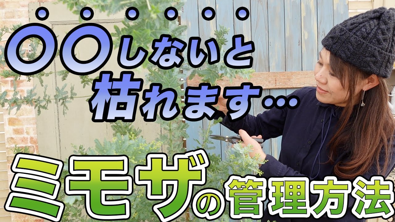 【初心者必見!】長く楽しめて“カッコイイ樹形になる”剪定方法と育て方をプロが伝授します!【初心者向け】【ガーデニング】【園芸チャンネル】