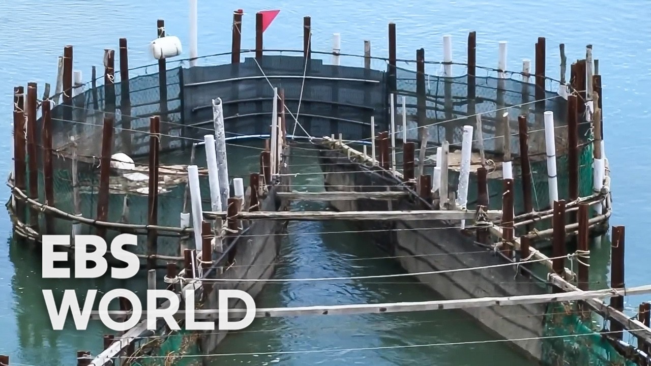 [ENG SUB] 550 Year Old Bamboo Trap Method Catches Premium Anchovies In Korea #PICKDOCU