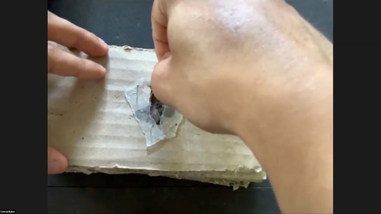 Resurrecting Dead Insect Speicimens