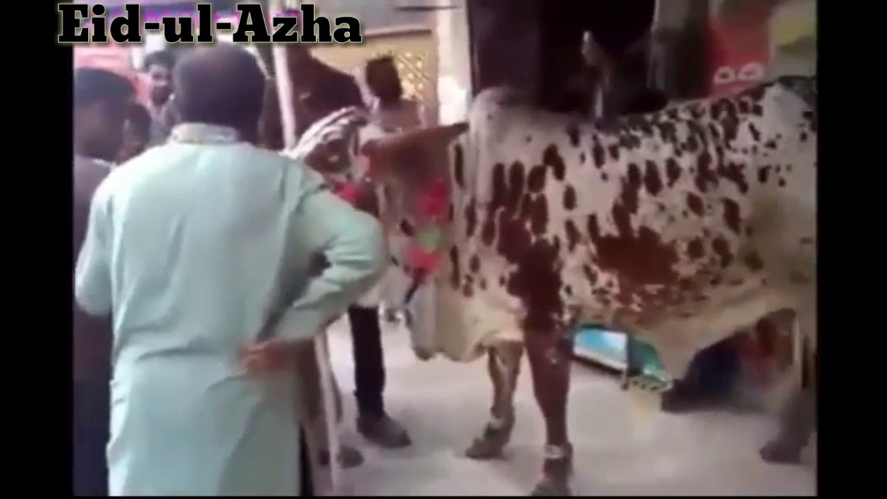 Full rocket cow,utartay hee bhag gaee