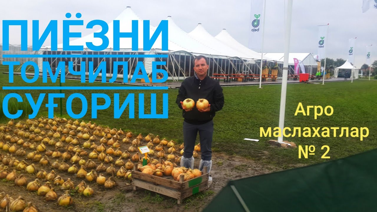 Пиёзни томчилаб суғориш агротехникаси-2019 2-қисм