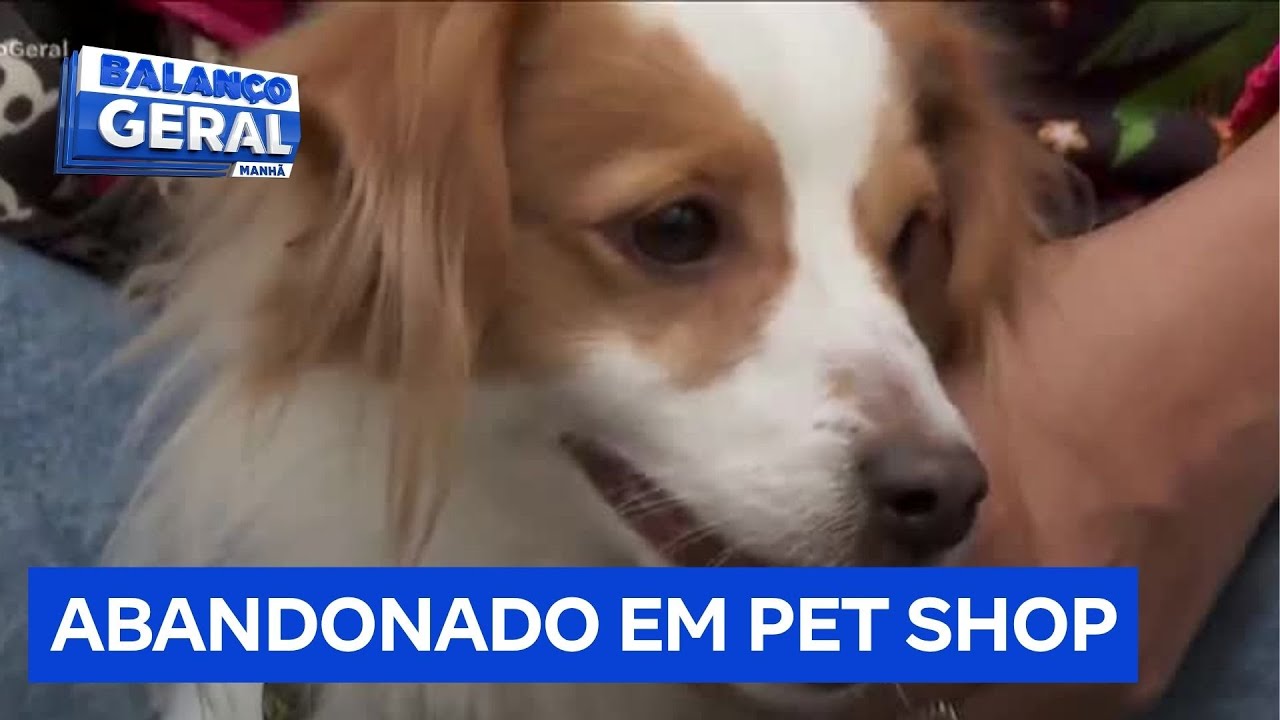 Cachorrinho é abandonado por tutor em pet shop e aguarda novo lar
