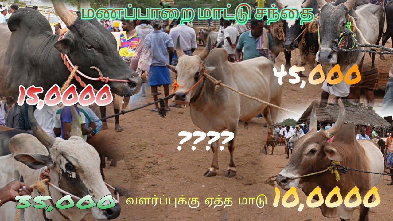 3 கோடி வரை வியாபாரம் நடைபெற்றது மாடுகளின் விலை தீபோல் இருக்கு 🔥🔥 @paayumkaalai