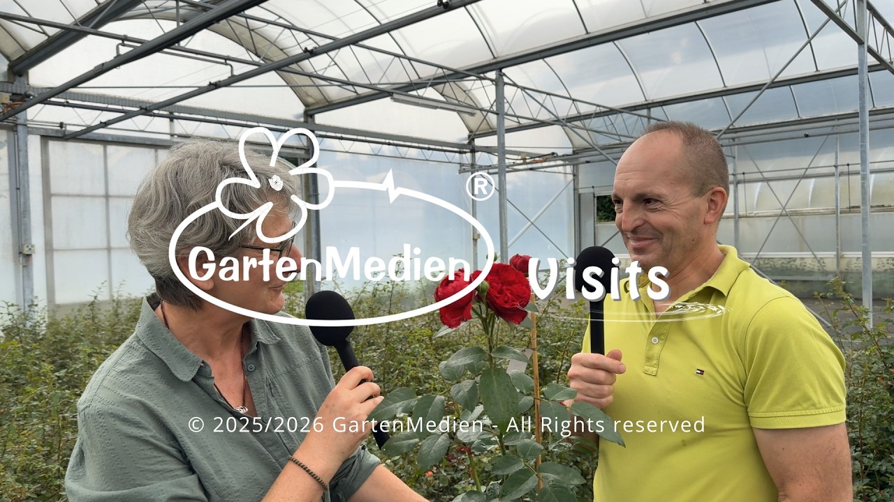 GartenMedien Visits - Rosen Tantau - Vorstellung der Kletterrose 'Maestro' - Neuheit 2025