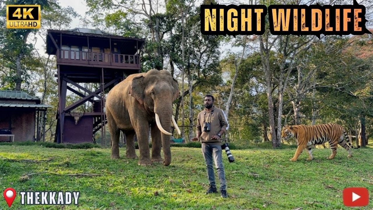 🔥புலி சிறுத்தை கரடி உலா வரும் இடத்தில் Night Wildlife @SimbaaVlogs