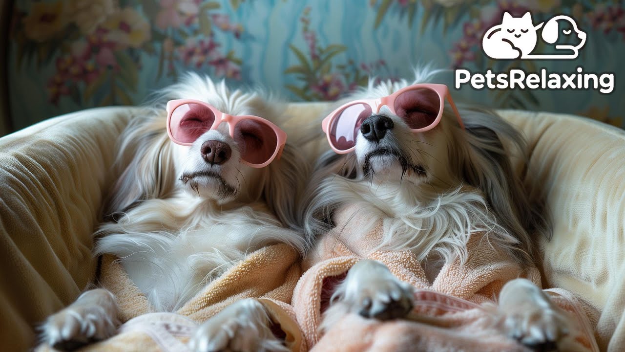 Ultimate Relaxing Music for Humans and Dogs to Chill Out Together