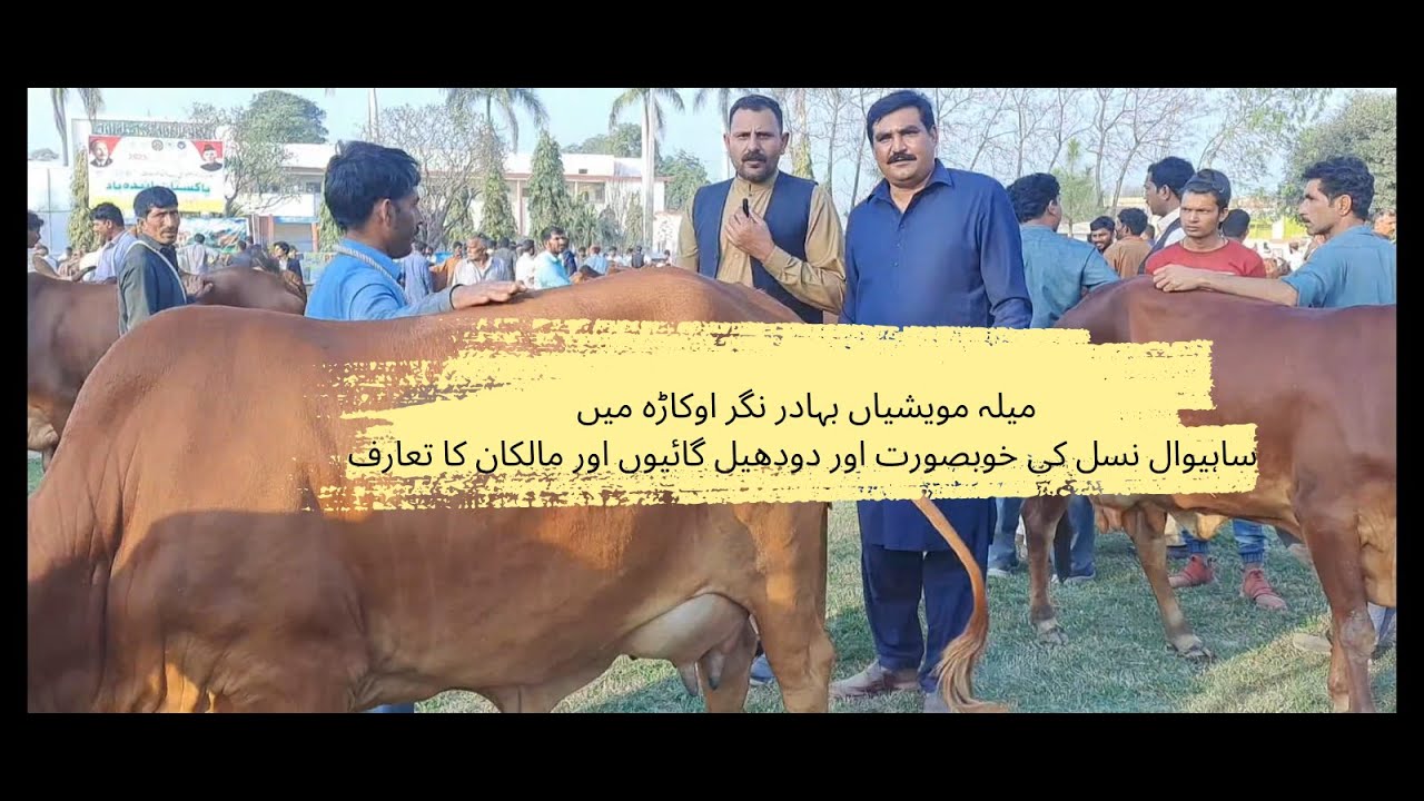 Pure Sahiwal Cow | Milk Competition | Sahiwal  Cow Doodh Muqabla Bahadur Nagar|Mian Attique Official