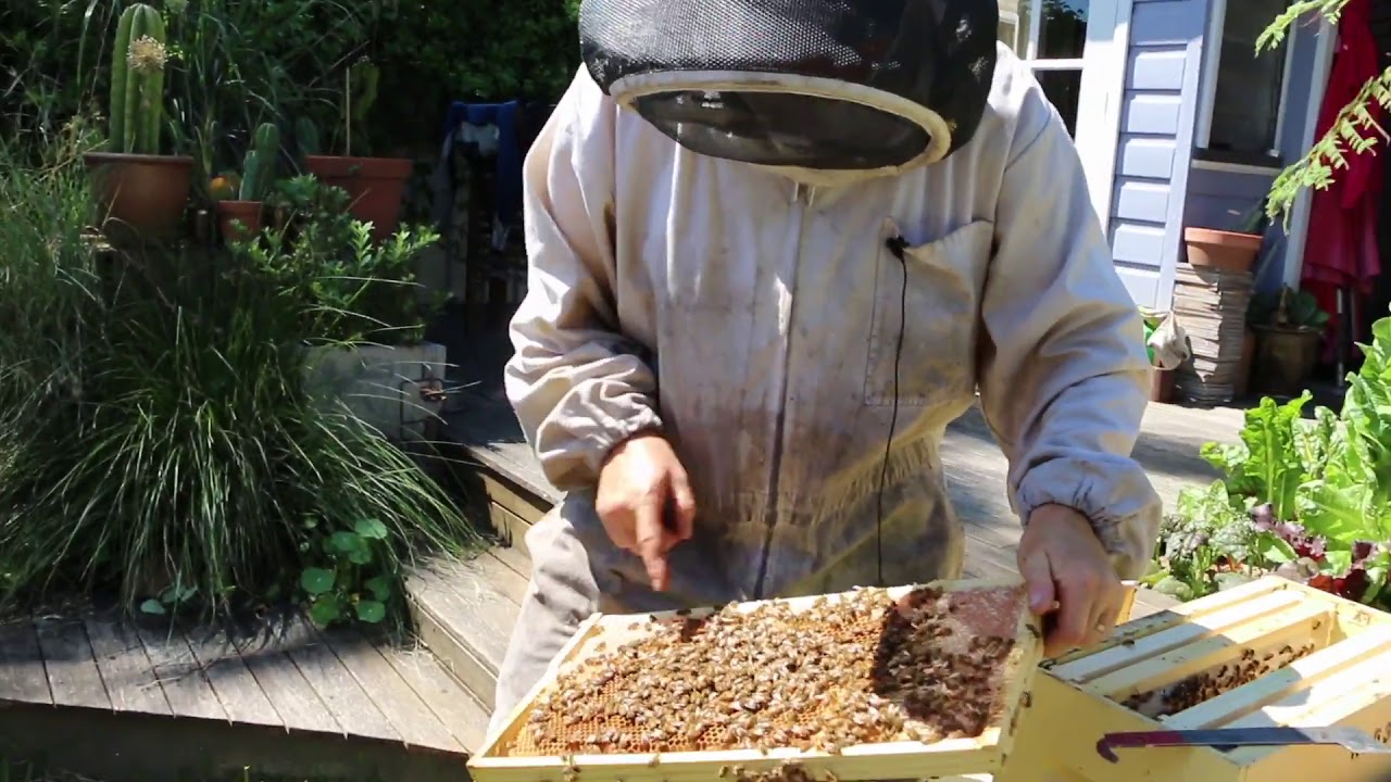 A day with an Australian Beekeeper