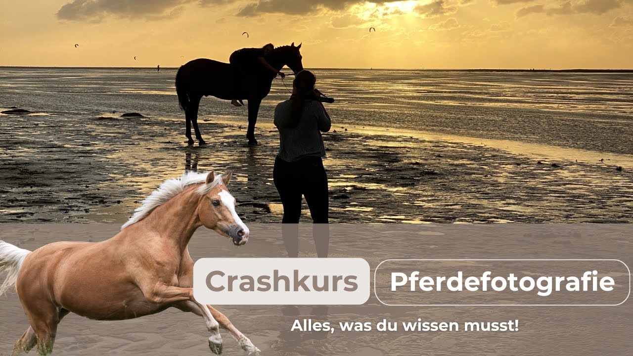 PFERDEFOTOGRAFIE Crashkurs | Grundlagen für Pferdefotografen | Equipment, Shootingablauf & mehr!