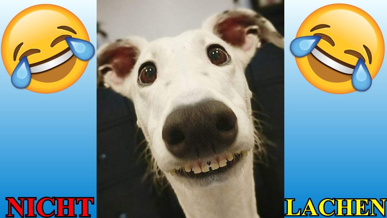 VERSUCHE NICHT ZU LACHEN !!! 🤣🤣🤣 #71