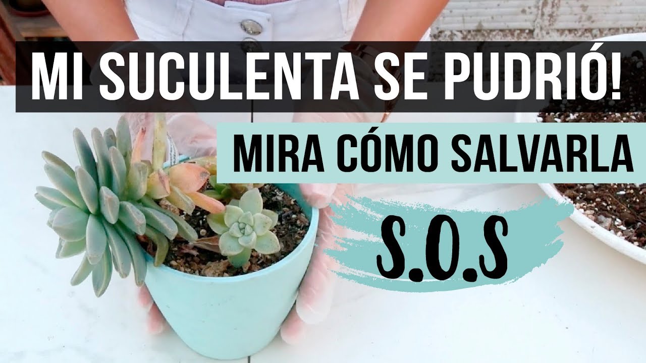 ¿Cómo salvar una suculenta podrida? Paso a paso fácil y efectivo