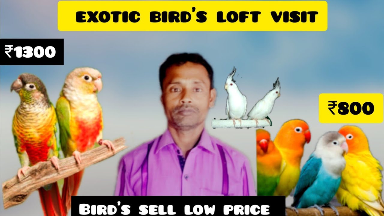 ₹৮০০₹১২০০পাখি নিয়ে যান exotic birds loft visit cheppest bird's price recent video@smanimalscare