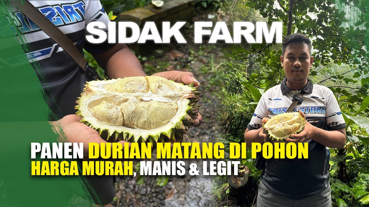 TURING BERBURU DURIAN CENGAL LEUWILIANG SIDAK FARM KEBUN DURIAN