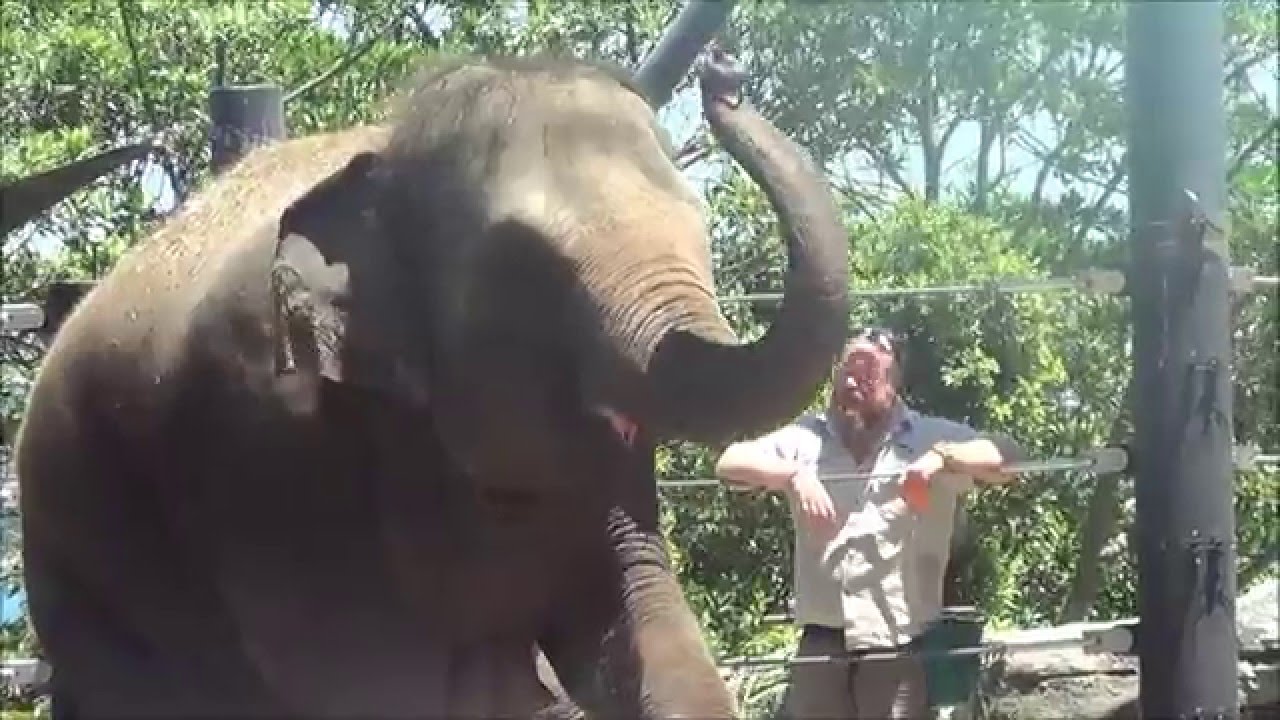 Elephant talk, Taronga Zoo Sydney Australia 29/12/2015.