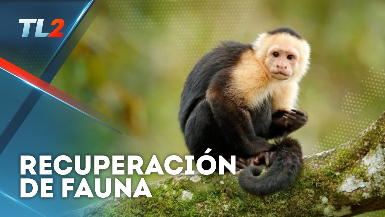 Animales silvestres recuperados | Teledos | El Salvador