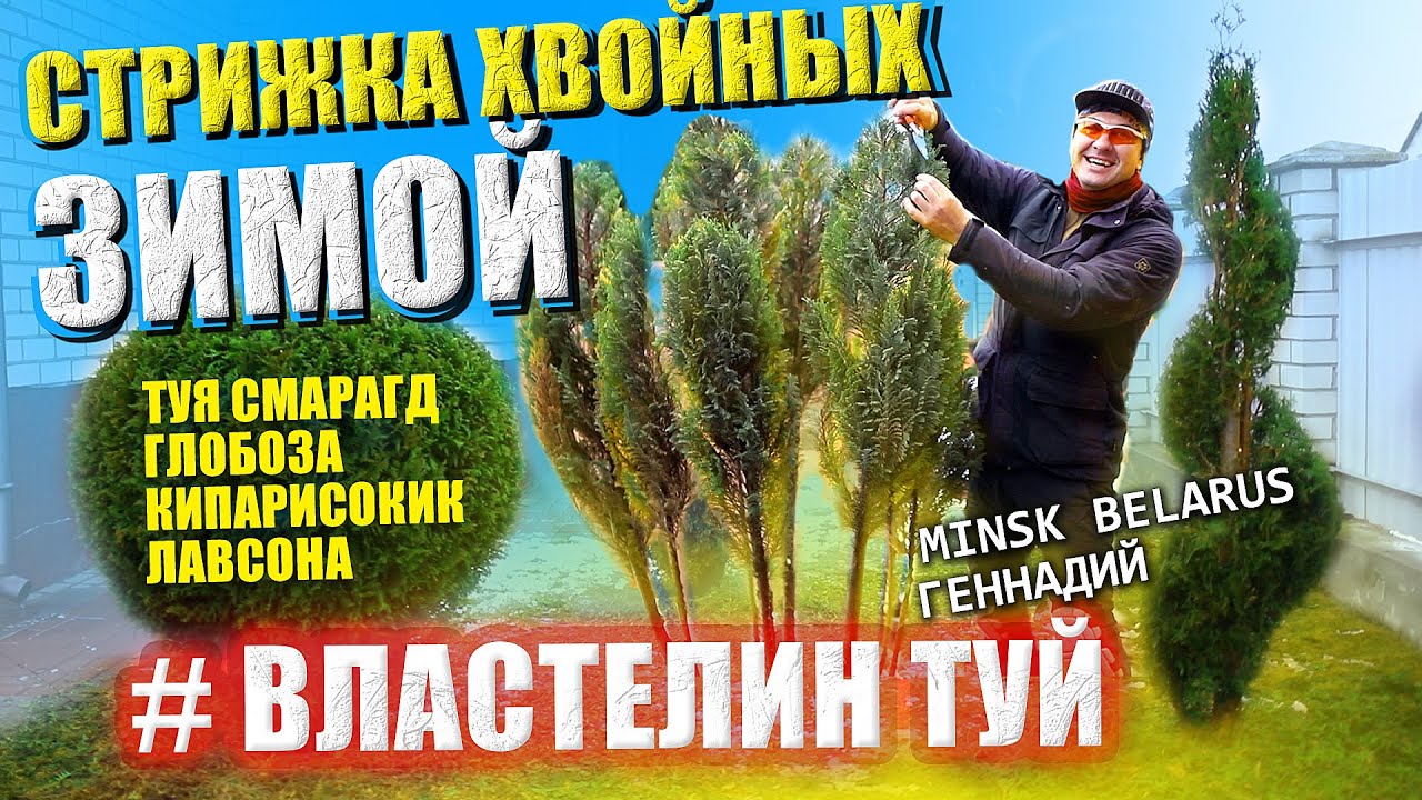 ЗИМА | СТРИЖКА ХВОЙНЫХ | @ВЛАСТЕЛИН ТУЙ | КИПАРИСОВИК ЛАВСОНА | туя Смарагд |СтрижкаТуиМинск