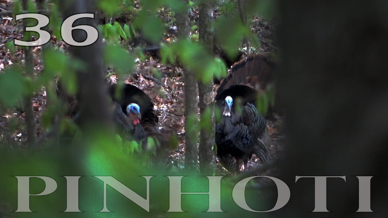 LITERALLY COVERED in GOBBLERS | a PERFECT SCENERIO | HUNTING UNDER a NOISY HEN - Pinhoti 2022