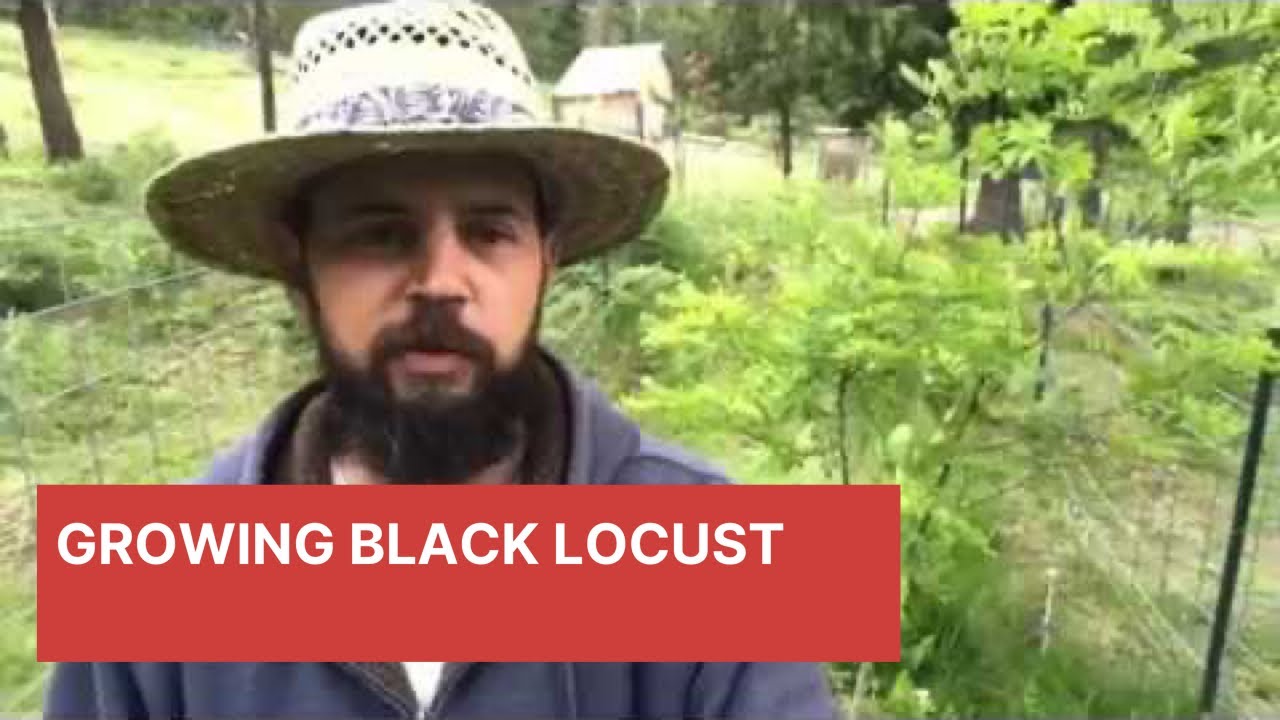 Growing Black Locust in a Permaculture System