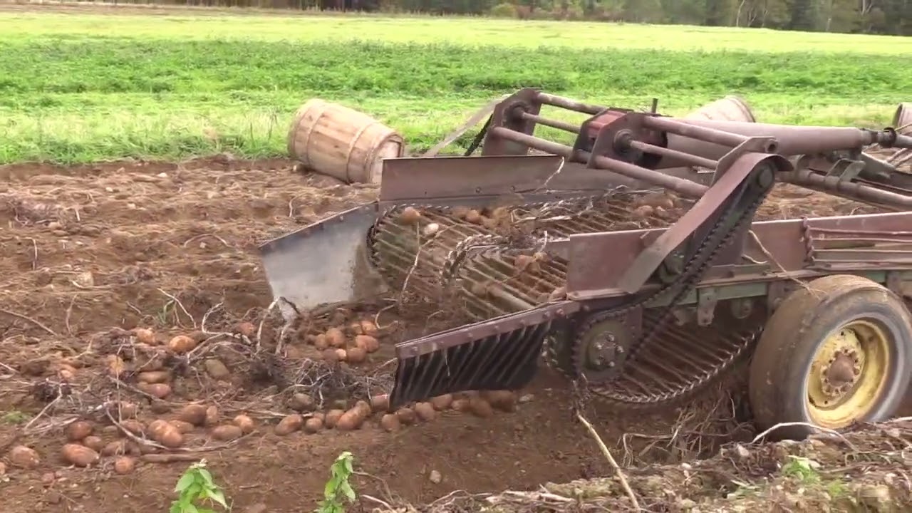VI103 Farming:  Picking Potatoes by Hand