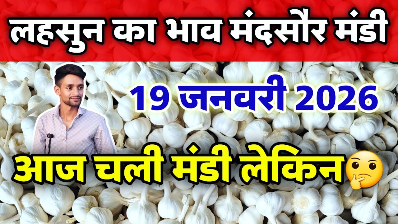 लहसुन का भाव मंदसौर मंडी 19 जनवरी 2026 | Lahsun ka bhav | Garlic Rate Today 