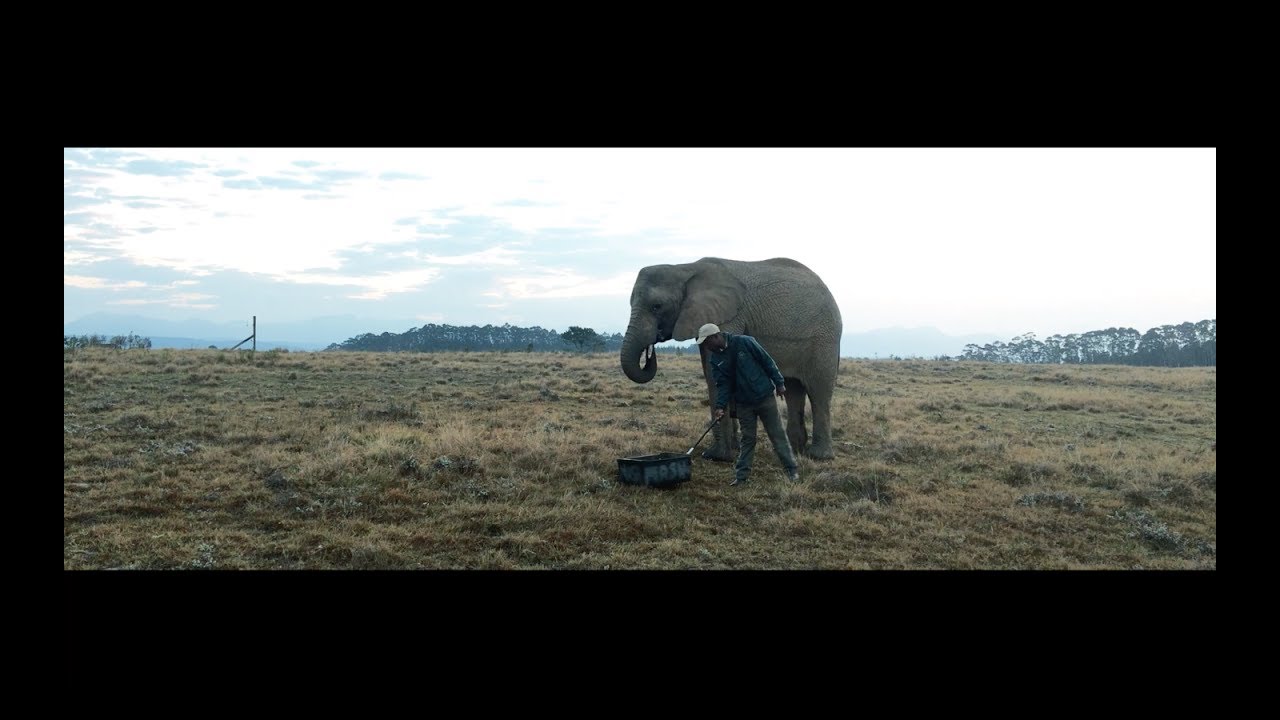 Knysna Elephant Park | 60kW Solar Garden | Knysna South Africa I (HD)
