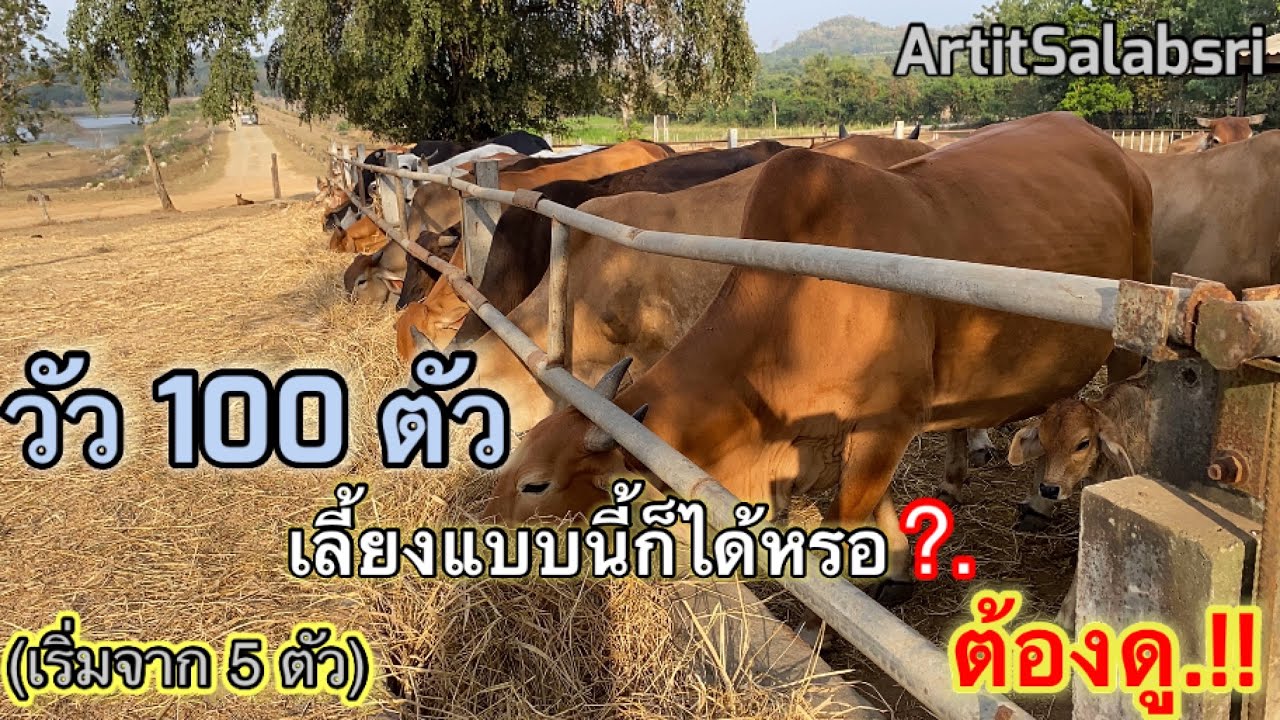 เลี้ยงวัว 100 ตัว แบบประหยัดต้นทุน ขยายพันธุ์เองใช้พ่อพันธุ์คุมฝูงในฟาร์ม [น่าศึกษา] #เลี้ยงวัว