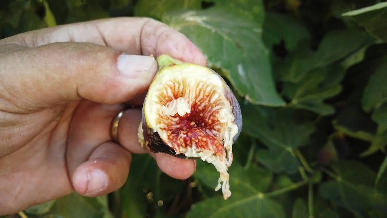 LSU Purple FIg