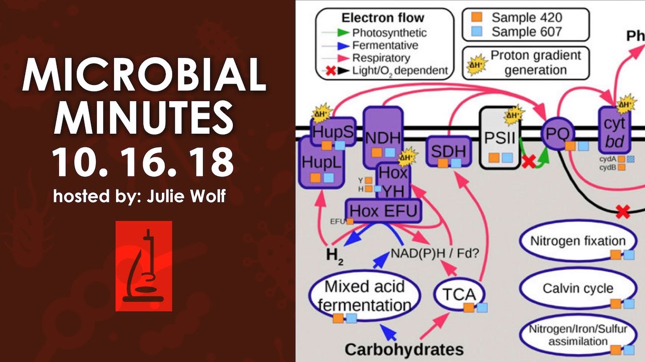 Ancient viruses, addiction, and underground cyanobacteria - Microbial Minutes