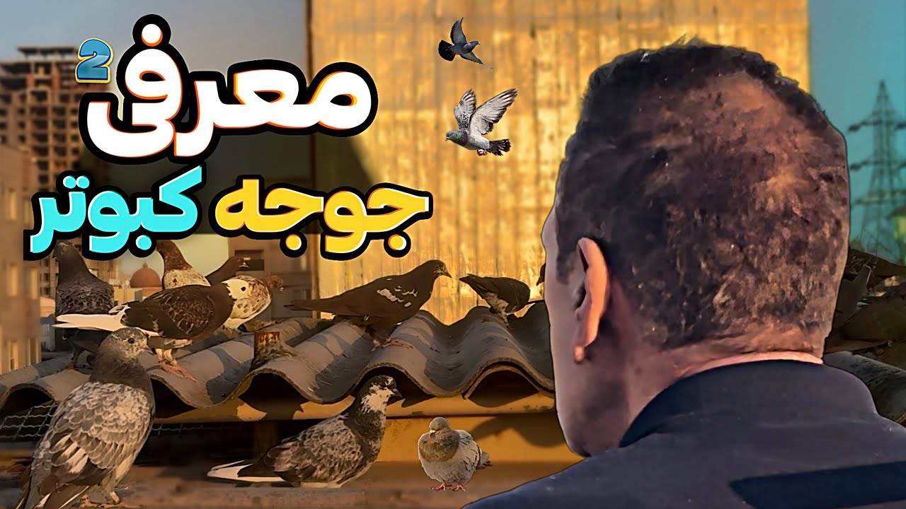 معرفی و تمرینات جوجه کبوتر های سیروس🪺| بخش دوم🕊️