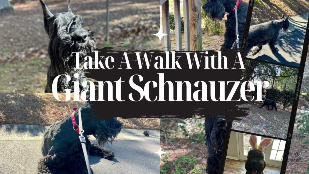 Dog Facts 101: Stroll With a Giant Schnauzer | Fun Facts on the Go!
